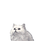 Quesa to Off The Case cats...